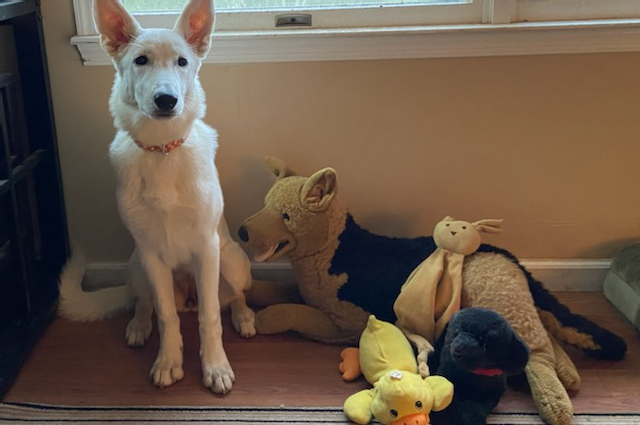 The Sunnyside Sisters Bed and Breakfast / Clarksville VA / 'A' pup Venture 6 months today!!!