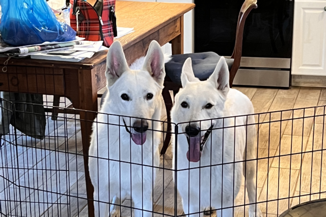 The Sunnyside Sisters Bed and Breakfast / Clarksville VA / Boys are ‘losing it’ again