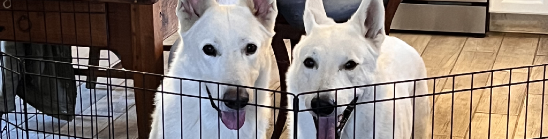 Sunnyside White Swiss Shepherds / Clarksville VA / Boys are ‘losing it’ again