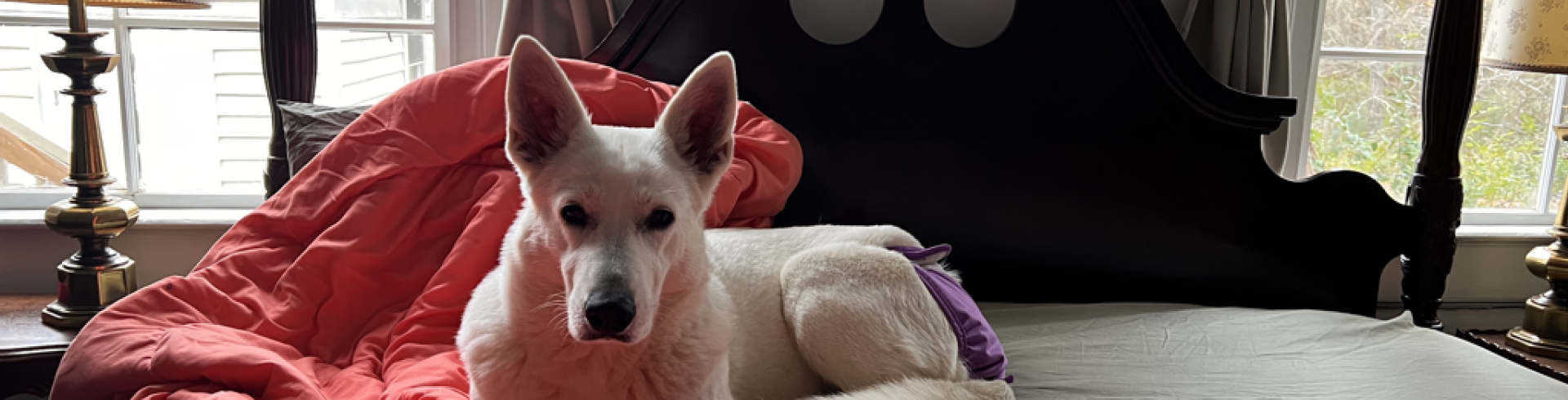 Sunnyside White Swiss Shepherds / Clarksville VA /