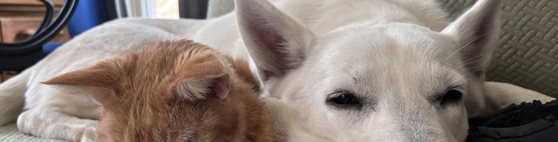 Sunnyside White Swiss Shepherds / Clarksville VA / Holland 'here I come'!!!