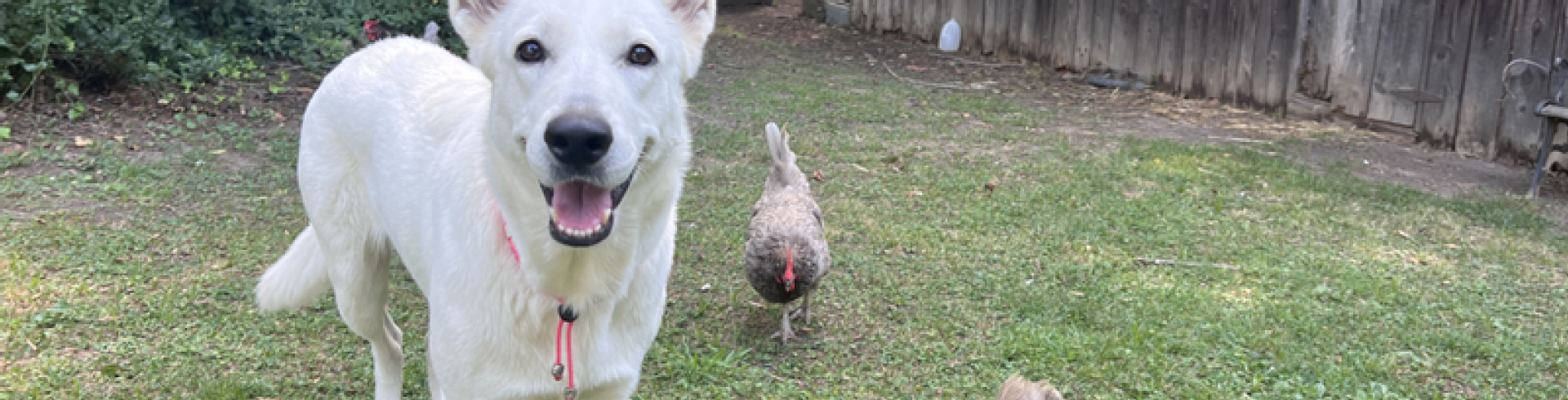 Sunnyside White Swiss Shepherds / Clarksville VA /