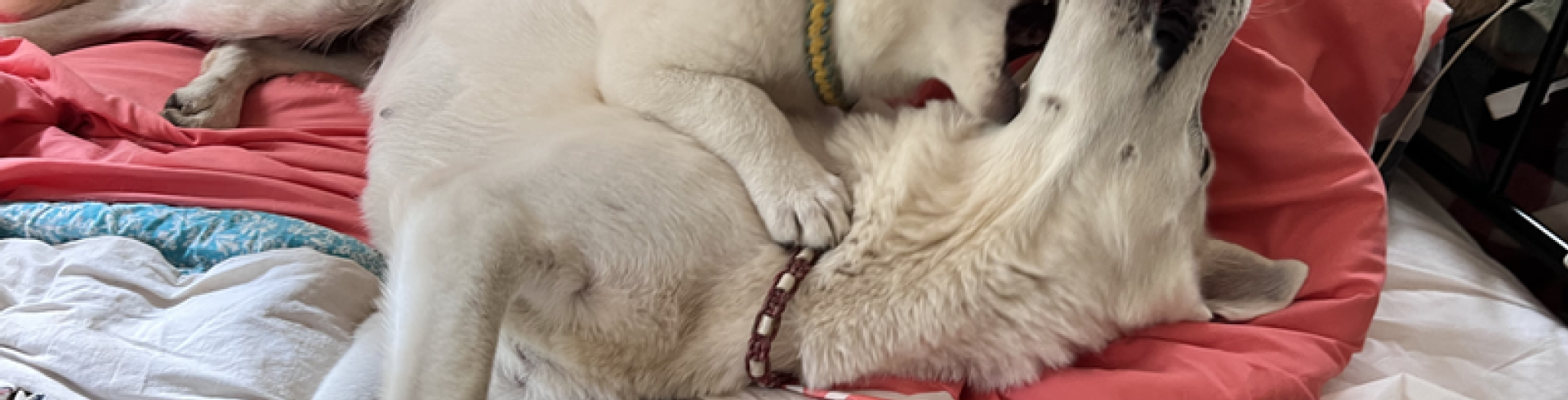 Sunnyside White Swiss Shepherds / Clarksville VA /