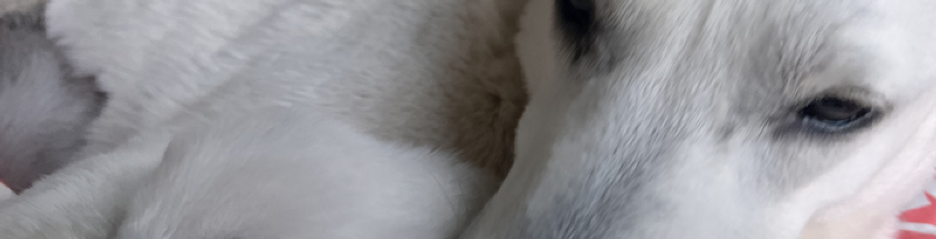 Sunnyside White Swiss Shepherds / Clarksville VA /