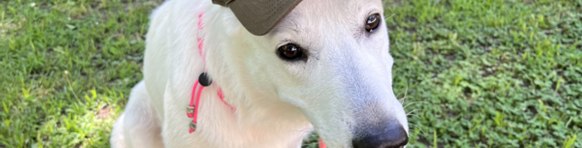 Sunnyside White Swiss Shepherds / Clarksville VA / Finally....Evie!!!