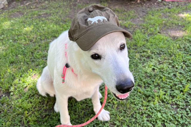 The Sunnyside Sisters Bed and Breakfast / Clarksville VA / Finally....Evie!!!