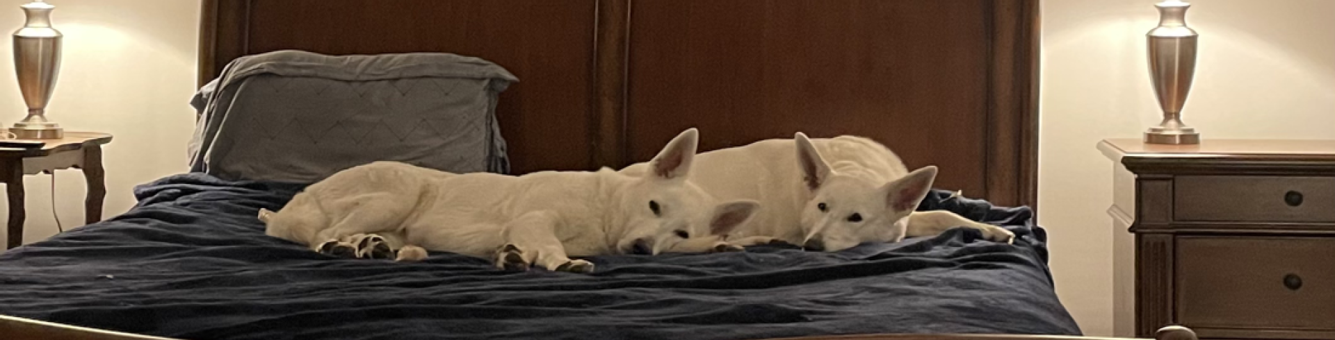 Sunnyside White Swiss Shepherds / Clarksville VA / Love at the Sunnyside...