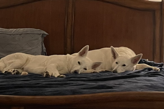 The Sunnyside Sisters Bed and Breakfast / Clarksville VA / Love at the Sunnyside...