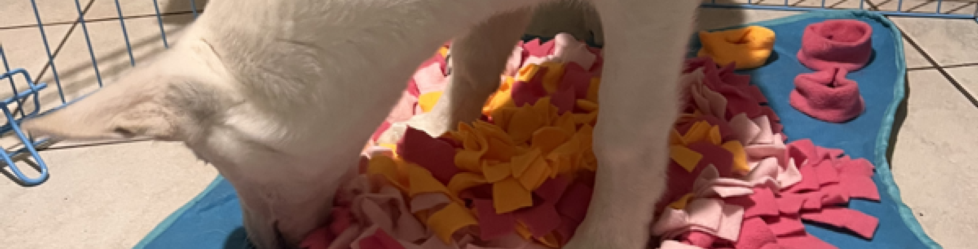 Sunnyside White Swiss Shepherds / Clarksville VA / Day 7: Evie & me