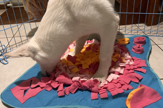 The Sunnyside Sisters Bed and Breakfast / Clarksville VA / Day 7: Evie & me