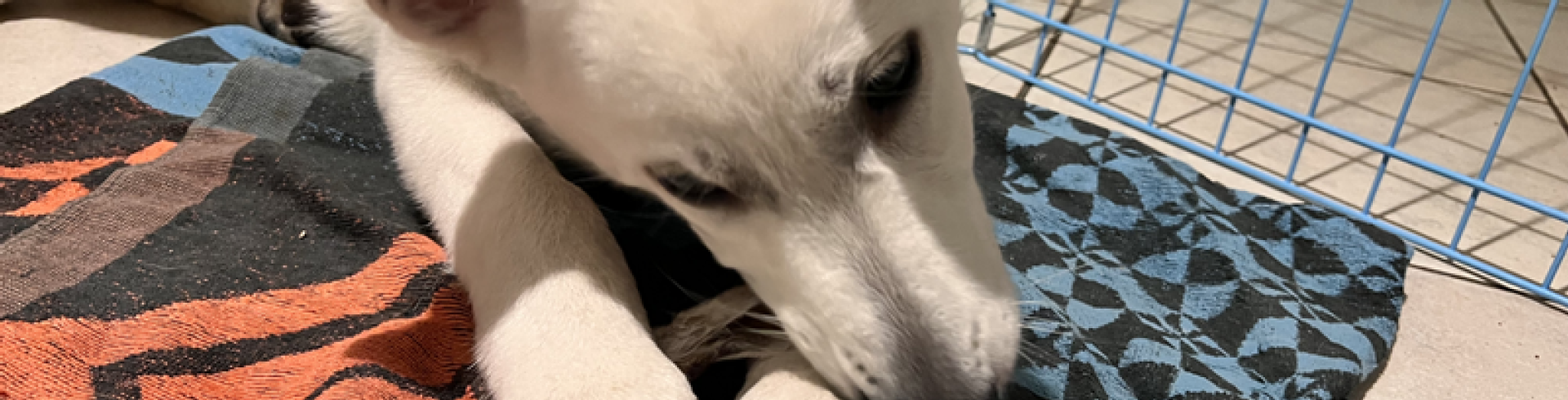 Sunnyside White Swiss Shepherds / Clarksville VA /