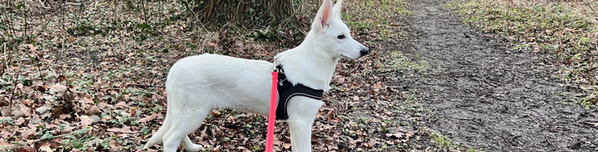 Sunnyside White Swiss Shepherds / Clarksville VA /