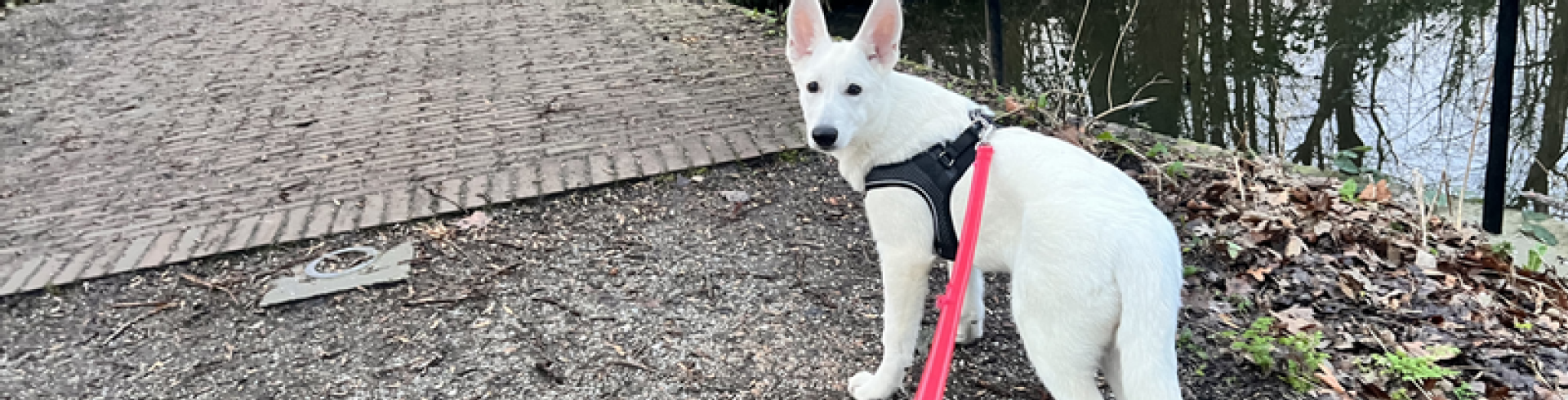 Sunnyside White Swiss Shepherds / Clarksville VA /