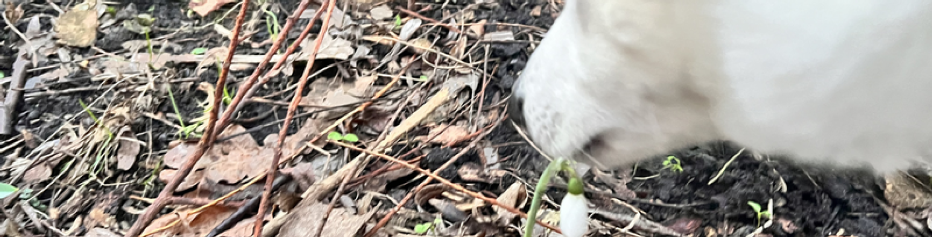 Sunnyside White Swiss Shepherds / Clarksville VA /