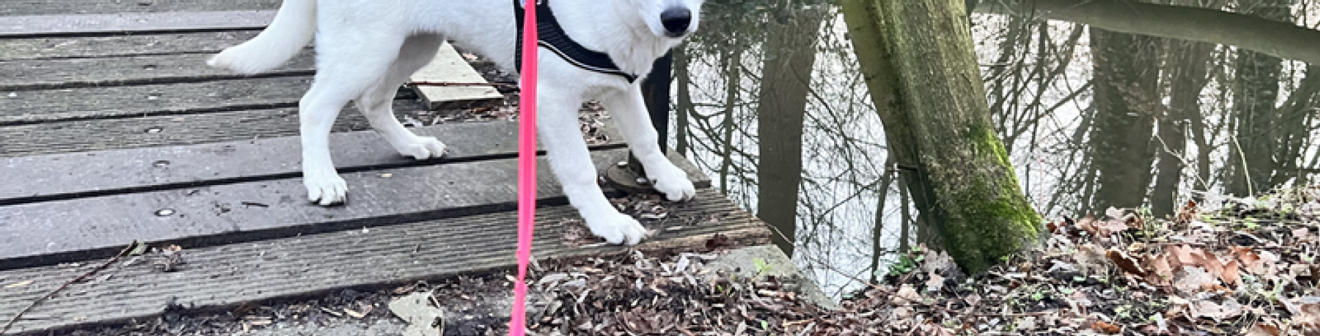 Sunnyside White Swiss Shepherds / Clarksville VA /