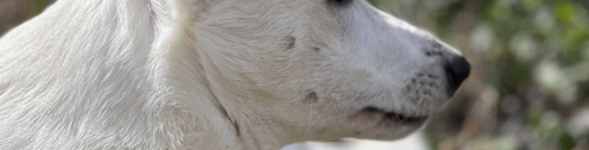 Sunnyside White Swiss Shepherds / Clarksville VA / Finally home