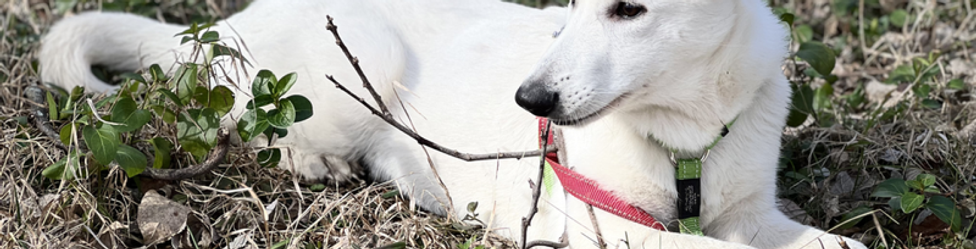 Sunnyside White Swiss Shepherds / Clarksville VA /