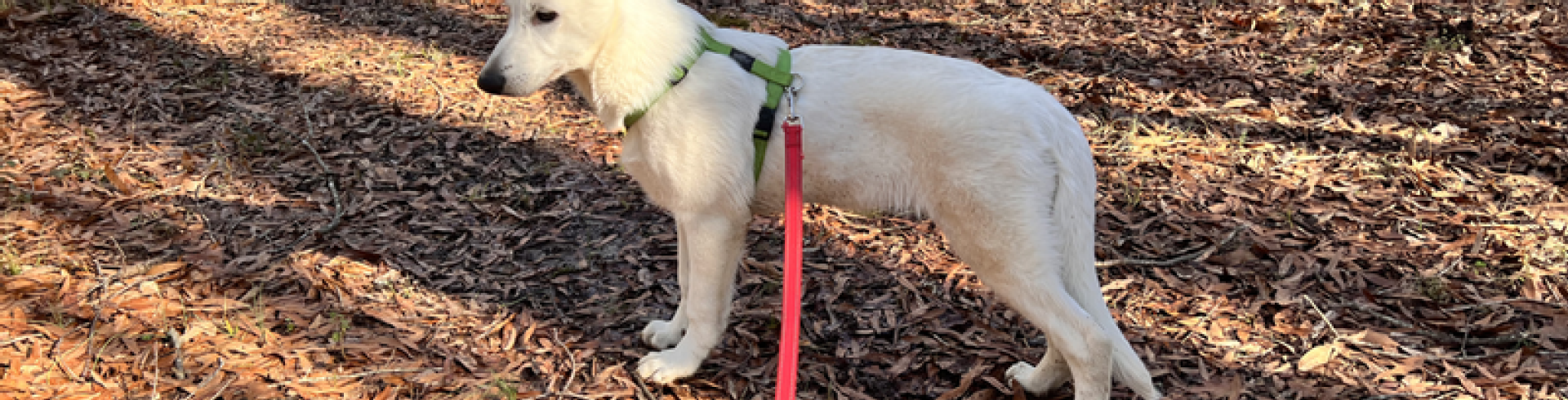 Sunnyside White Swiss Shepherds / Clarksville VA /