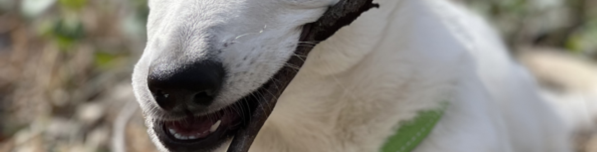 Sunnyside White Swiss Shepherds / Clarksville VA /