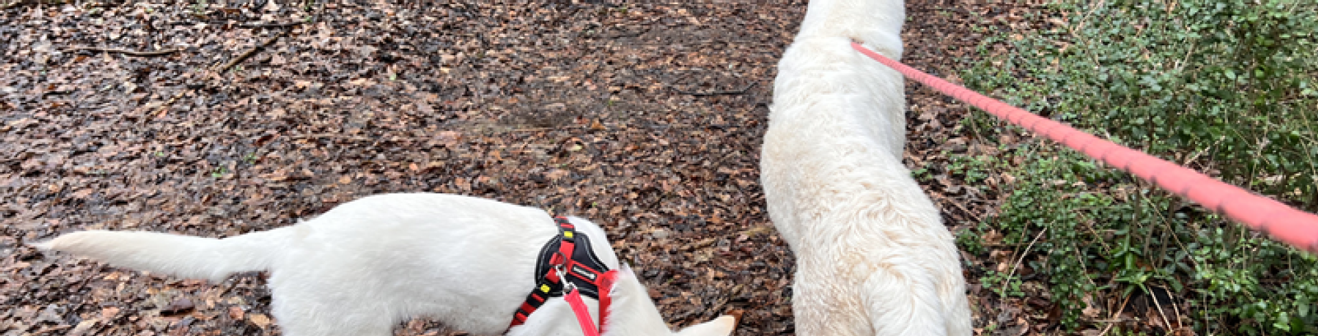 Sunnyside White Swiss Shepherds / Clarksville VA /