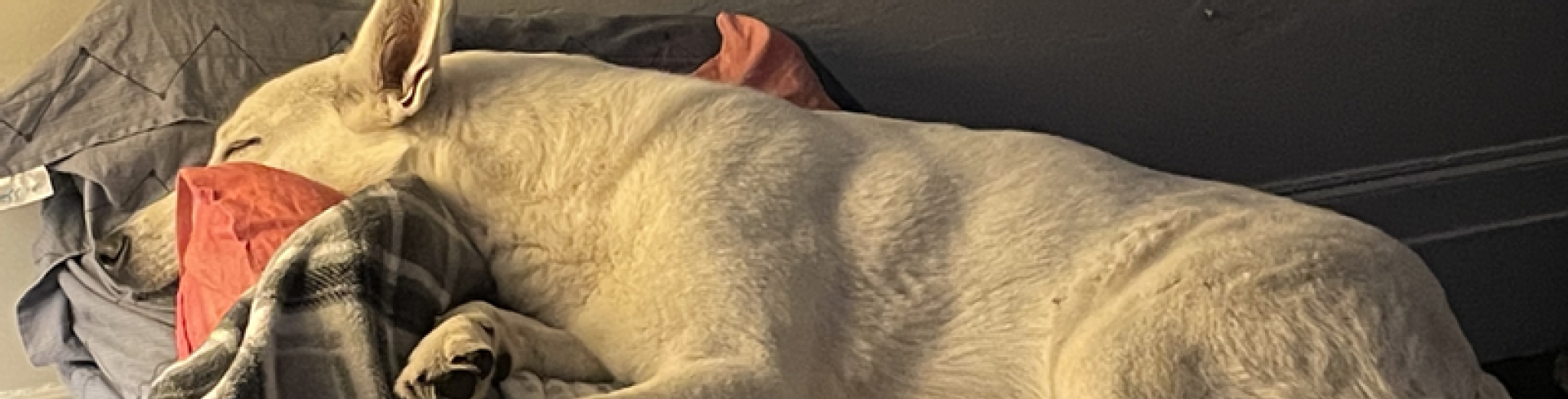 Sunnyside White Swiss Shepherds / Clarksville VA / Not one but two