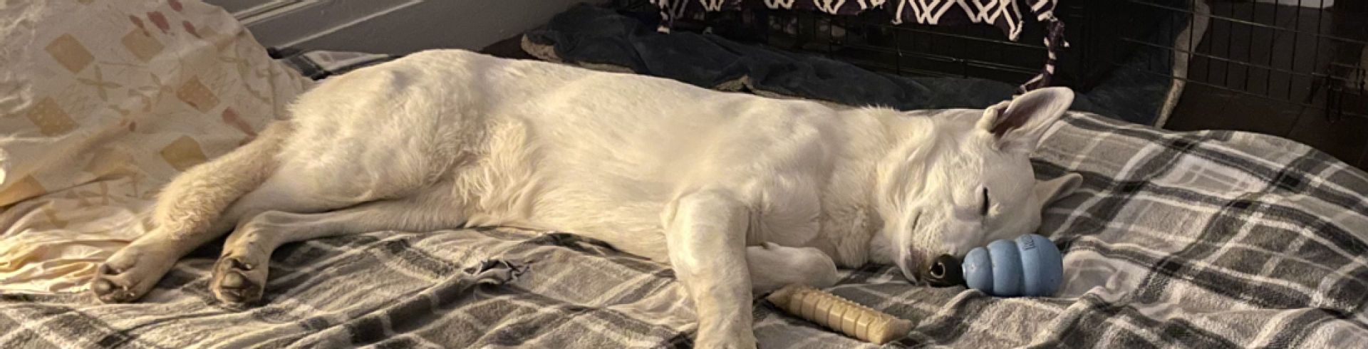 Sunnyside White Swiss Shepherds / Clarksville VA /