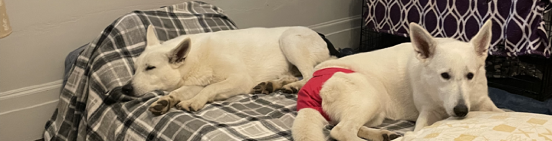 Sunnyside White Swiss Shepherds / Clarksville VA /