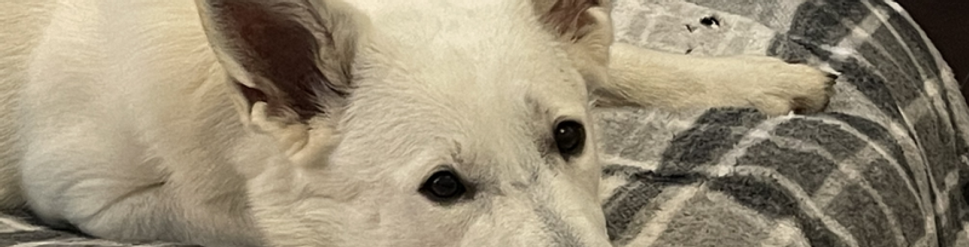 Sunnyside White Swiss Shepherds / Clarksville VA /