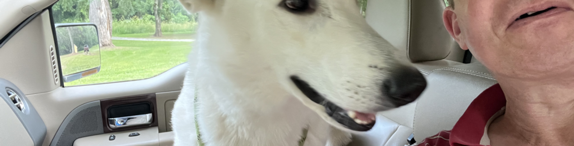 Sunnyside White Swiss Shepherds / Clarksville VA / Happy father’s day