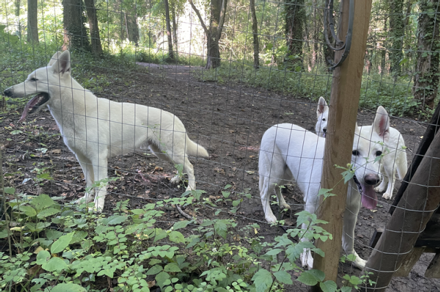 The Sunnyside Sisters Bed and Breakfast / Clarksville VA / Why I fell in love with the White Swiss Shepherd (WSS)?