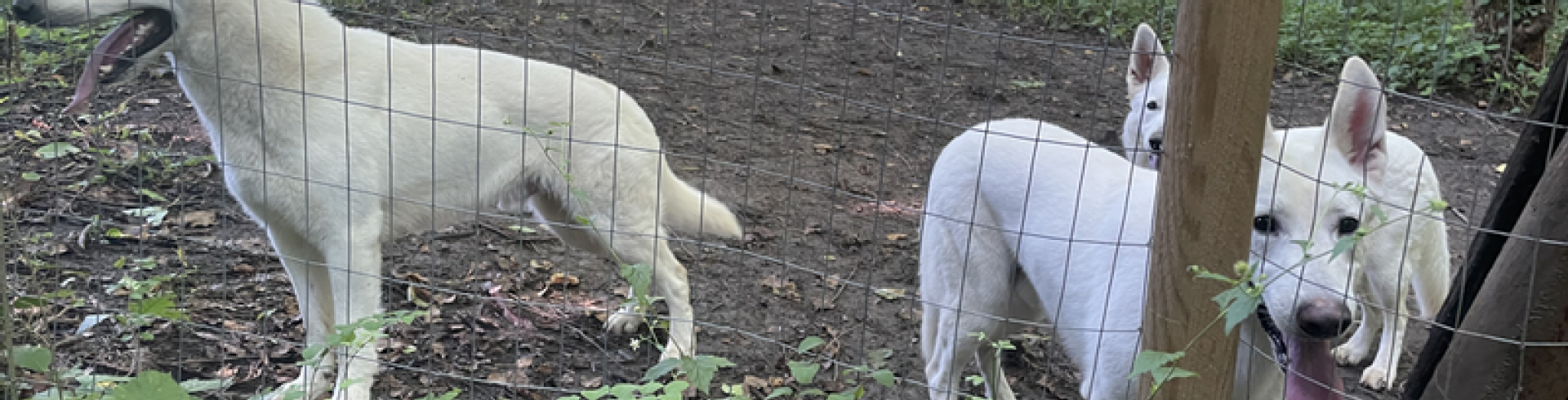 Sunnyside White Swiss Shepherds / Clarksville VA / Why I fell in love with the White Swiss Shepherd (WSS)?