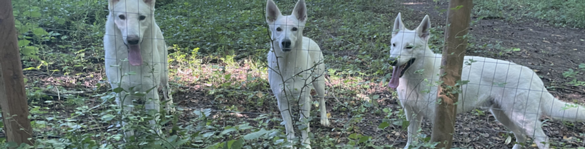 Sunnyside White Swiss Shepherds / Clarksville VA /