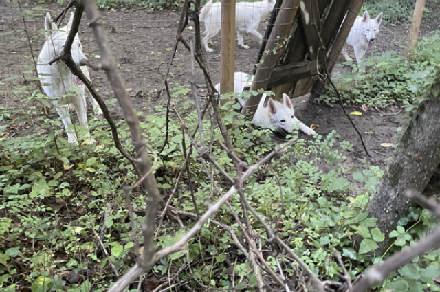 The Sunnyside Sisters Bed and Breakfast / Clarksville VA / Haiku with a WSS as subject