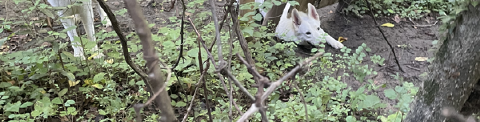 Sunnyside White Swiss Shepherds / Clarksville VA / Haiku with a WSS as subject