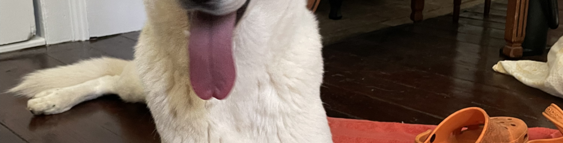 Sunnyside White Swiss Shepherds / Clarksville VA / Jessie my ‘wingman’