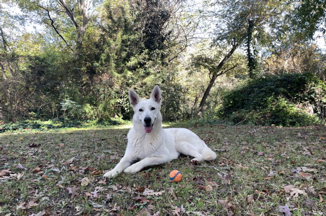 The Sunnyside Sisters Bed and Breakfast / Clarksville VA / Tomorrow xrays for Jessie