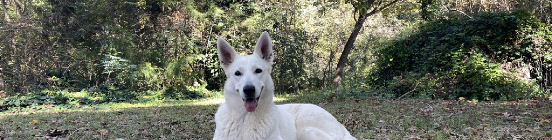 Sunnyside White Swiss Shepherds / Clarksville VA / Tomorrow xrays for Jessie
