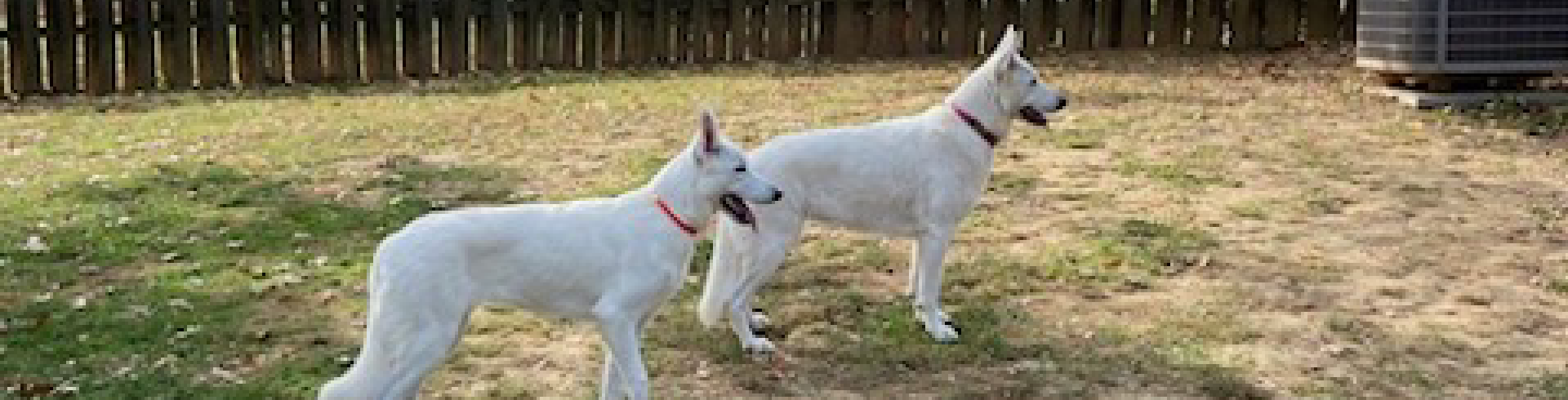 Sunnyside White Swiss Shepherds / Clarksville VA / Special visit