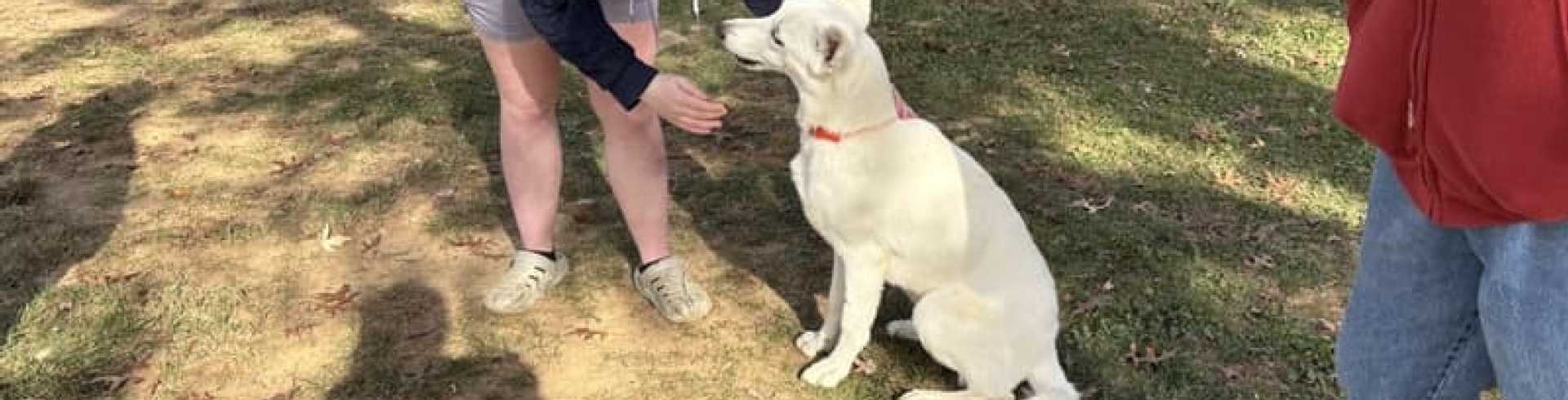 Sunnyside White Swiss Shepherds / Clarksville VA /