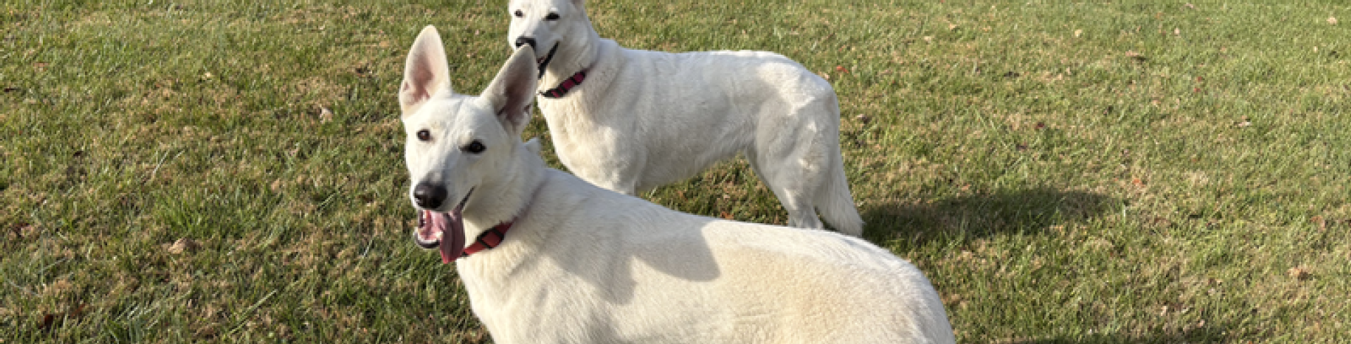 Sunnyside White Swiss Shepherds / Clarksville VA / Jessie did good