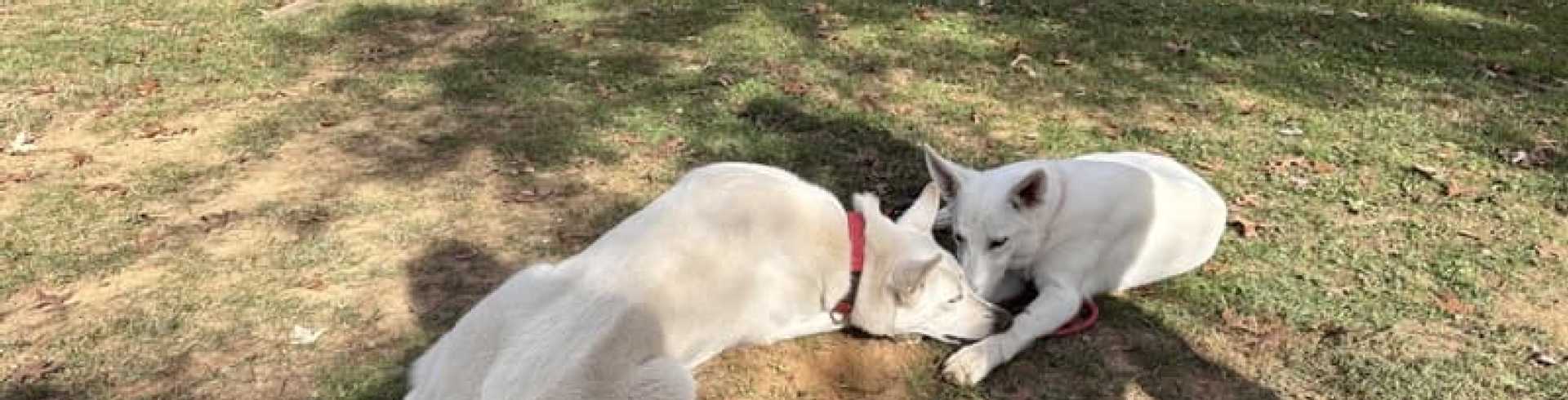 Sunnyside White Swiss Shepherds / Clarksville VA /