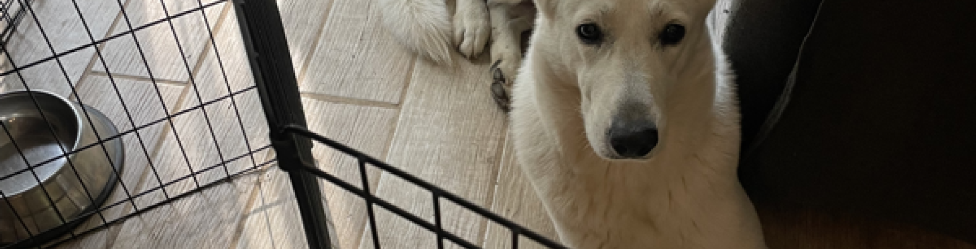 Sunnyside White Swiss Shepherds / Clarksville VA / All hands on deck!