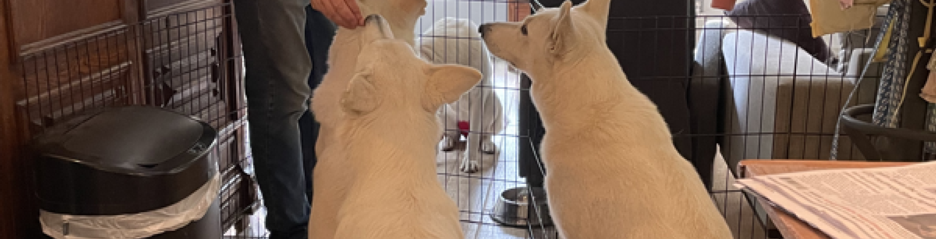 Sunnyside White Swiss Shepherds / Clarksville VA / Food for thougt