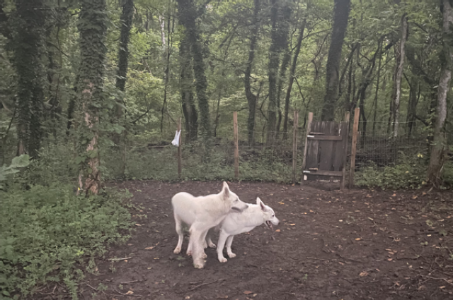 The Sunnyside Sisters Bed and Breakfast / Clarksville VA / Maybe this time puppies?