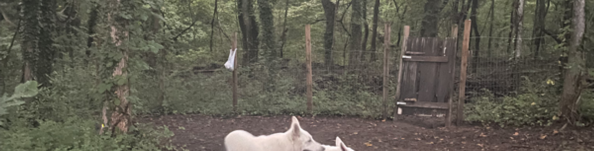 Sunnyside White Swiss Shepherds / Clarksville VA / Maybe this time puppies?