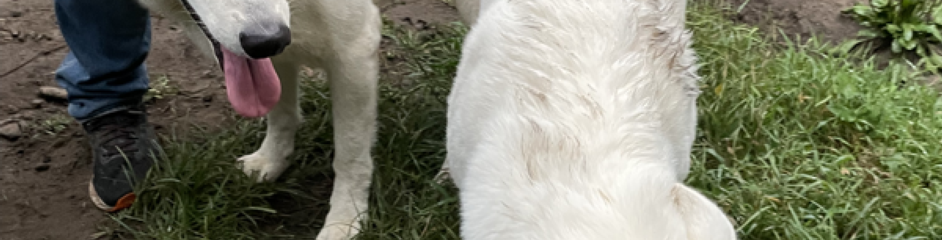 Sunnyside White Swiss Shepherds / Clarksville VA /