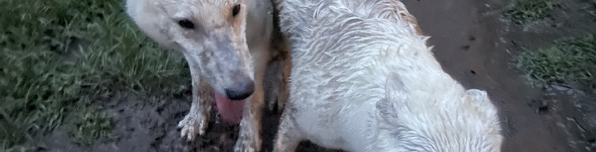 Sunnyside White Swiss Shepherds / Clarksville VA /