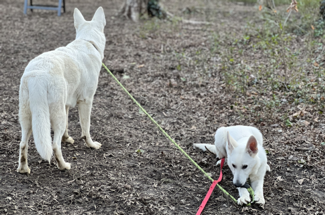The Sunnyside Sisters Bed and Breakfast / Clarksville VA / Never a dull moment...😊