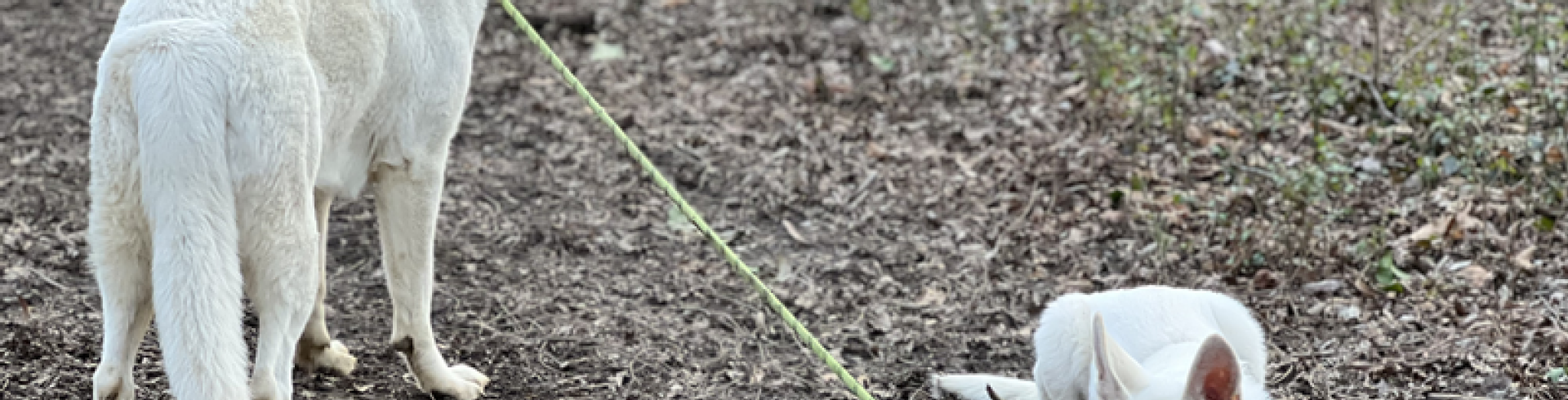 Sunnyside White Swiss Shepherds / Clarksville VA / Never a dull moment...😊