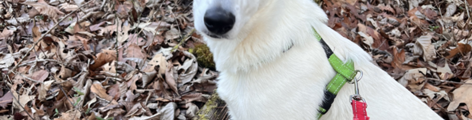 Sunnyside White Swiss Shepherds / Clarksville VA /